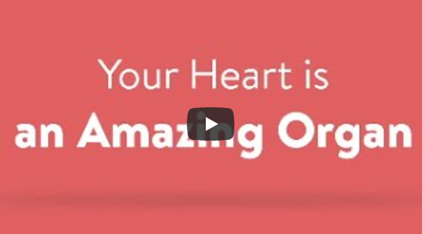 Your Heart is an Amazing Organ